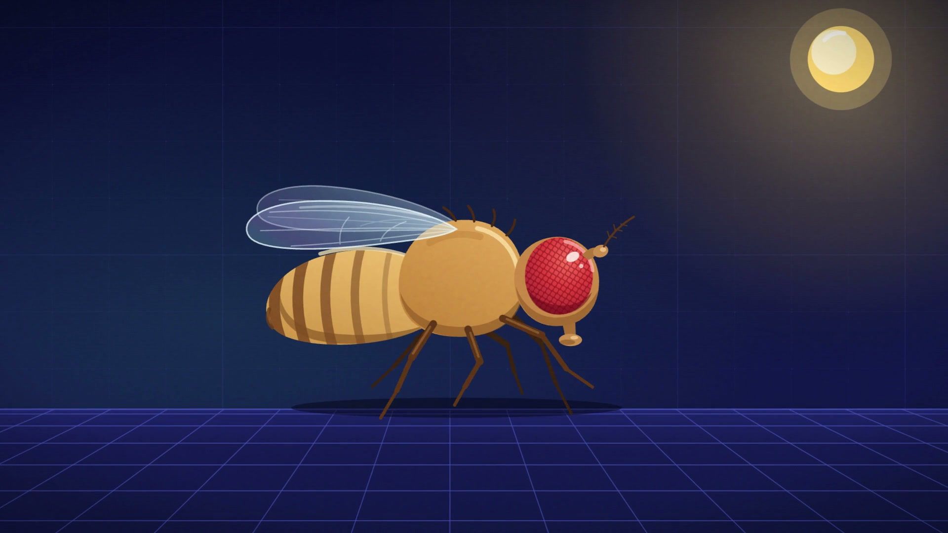 An illustrated golden fruit fly standing on a glowing blue grid under a small sun.
