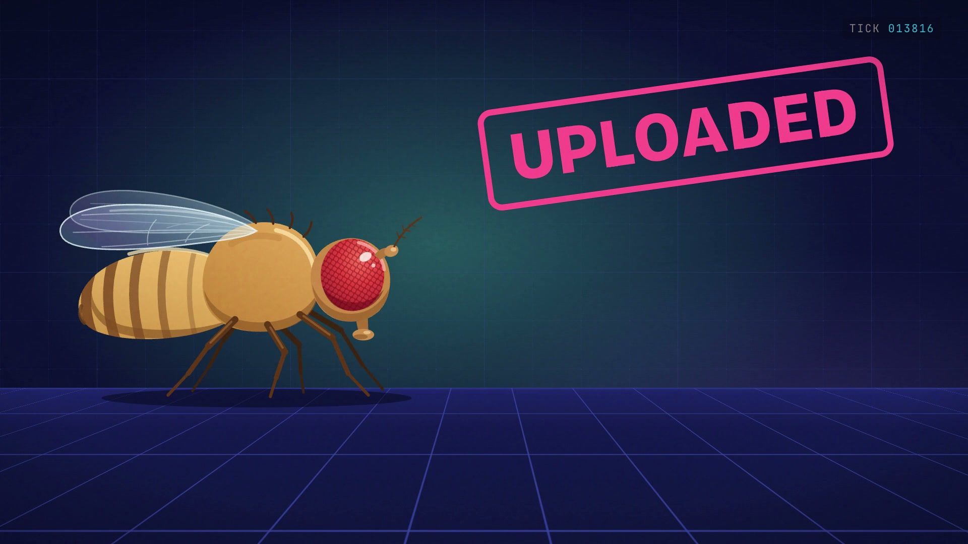 The illustrated fly with a pink stamp reading UPLOADED.